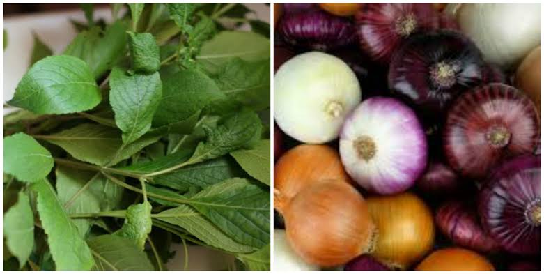 The Health Benefits Of Scent Leaves The Health Benefits Of Scent Leaves