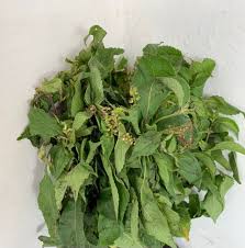 The Health Benefits Of Scent Leaves The Health Benefits Of Scent Leaves