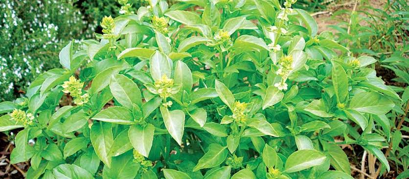Common Types Of Scent Leaves, Their Uses, and Side Effects Common Types Of Scent Leaves, Their Uses, and Side Effects