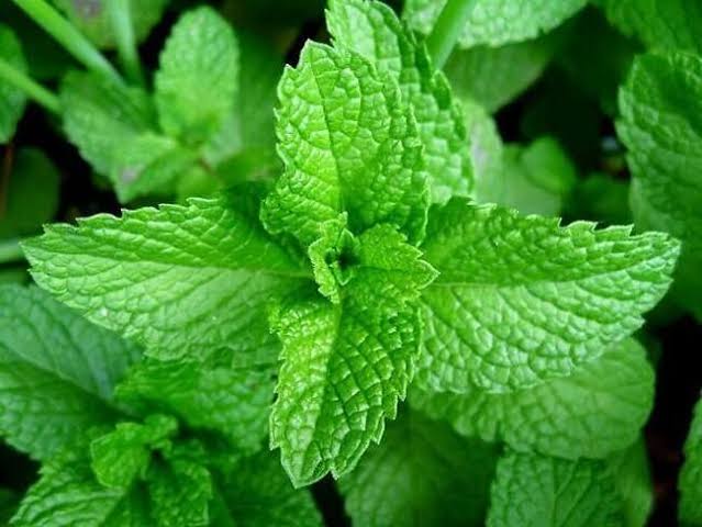Common Types Of Scent Leaves, Their Uses, and Side Effects Common Types Of Scent Leaves, Their Uses, and Side Effects