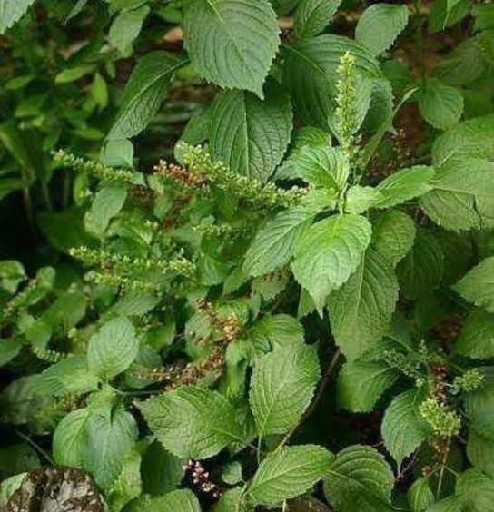 How to Use Scent Leaf to Cure Infection