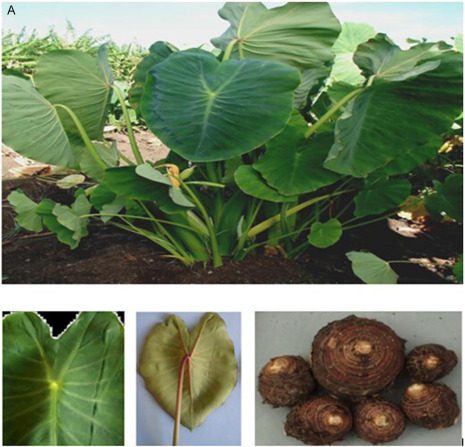 Cocoyam (Colocasia spp.; Xanthosoma spp.)