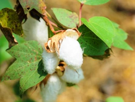 Cotton (Gossypium spp.) Archives - Agric4Profits