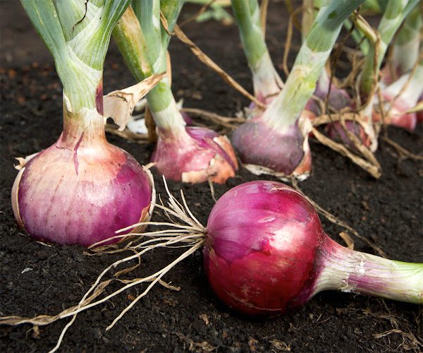 Onions (Allium cepa)