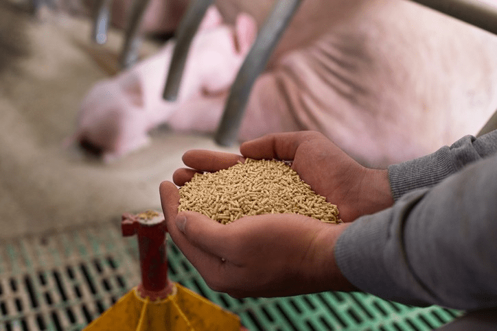 Ruminants Feeding Materials and Classification of Feedstuffs