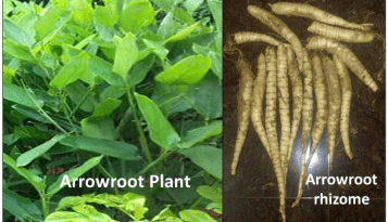 Arrowroot (Maranta arundinacea. L): Importance and Health Benefits