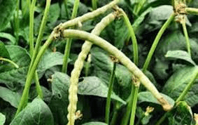 How to Process, Package, and Export Cowpeas