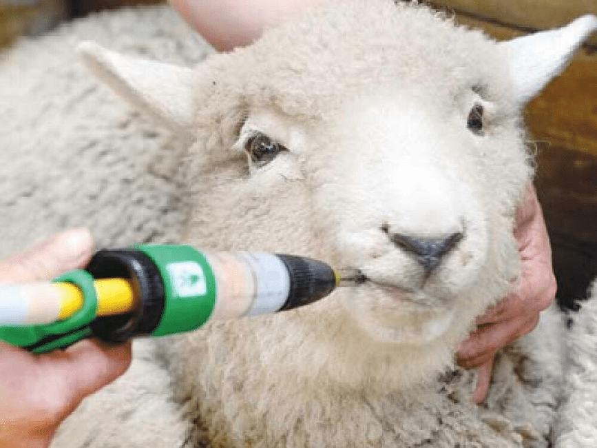 Guide on Animal Drenching or Deworming Guide on Animal Drenching or Deworming