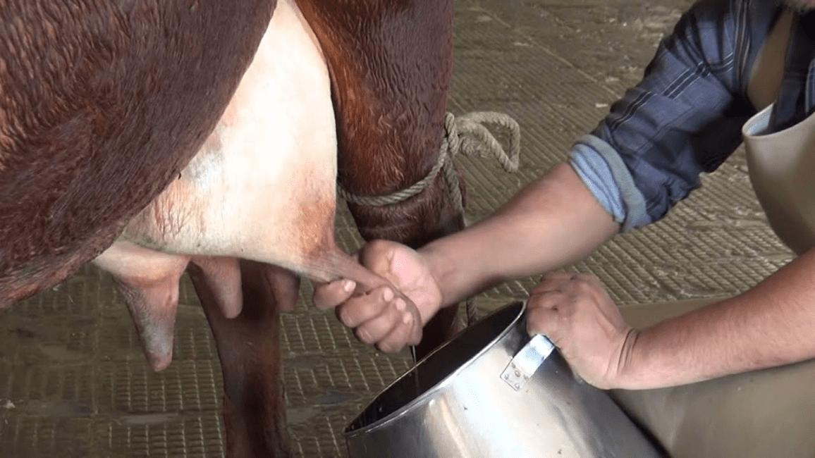 Advantages and Disadvantages of Different Methods of Milking