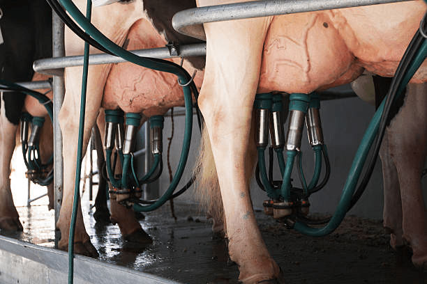 Advantages and Disadvantages of Different Methods of Milking