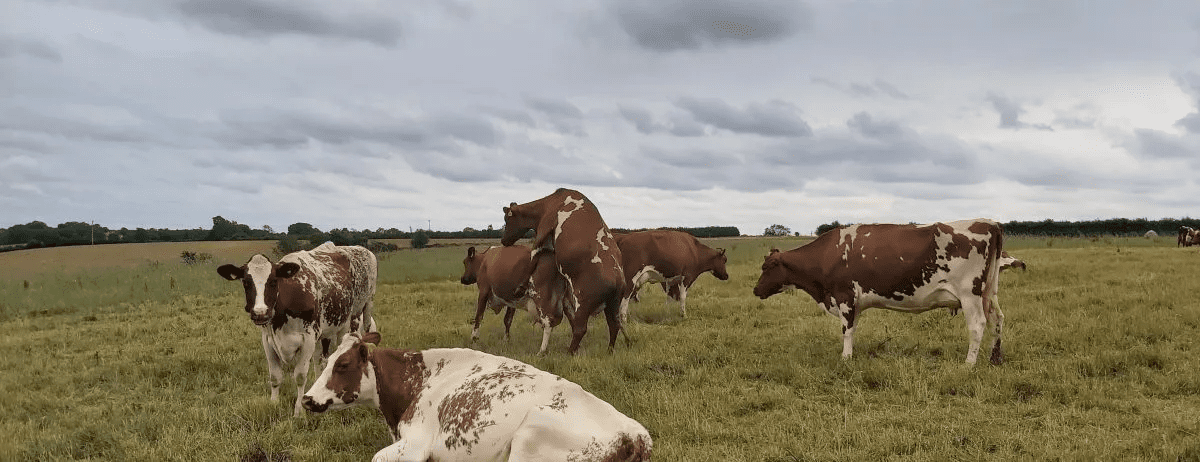 Techniques of Heat Detection in Cows