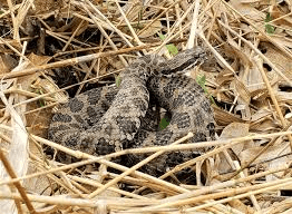 Different Snake Species and Their Ecological Roles Different Snake Species and Their Ecological Roles