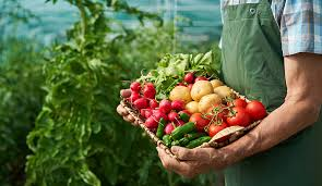Organic Gardening Vegetables Guide Organic gardening vegetables