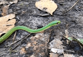Different Snake Species and Their Ecological Roles Different Snake Species and Their Ecological Roles