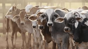Importance of Animal Agriculture Importance of Animal Agriculture