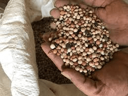 How to Process, Package, and Export Pigeon Peas