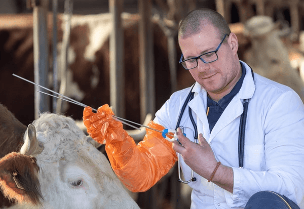 Artificial Insemination Procedure in Animal Reproduction