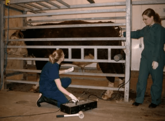 Artificial Insemination Procedure in Animal Reproduction