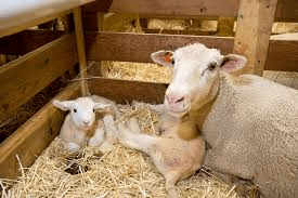 Different Types of Animal Production Systems Different Types of Animal Production Systems