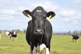 Different Types of Animal Production Systems Different Types of Animal Production Systems