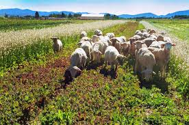 Different Types of Animal Production Systems Different Types of Animal Production Systems