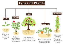 All You Need To Know About Plant Classification Systems Plant Classification Systems (different Plant Families)