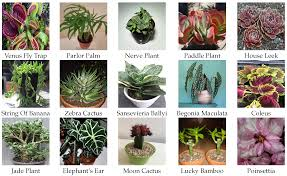 All You Need To Know About Plant Classification Systems Plant Classification Systems (different Plant Families)