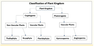 All You Need To Know About Plant Classification Systems Plant Classification Systems (different Plant Families)