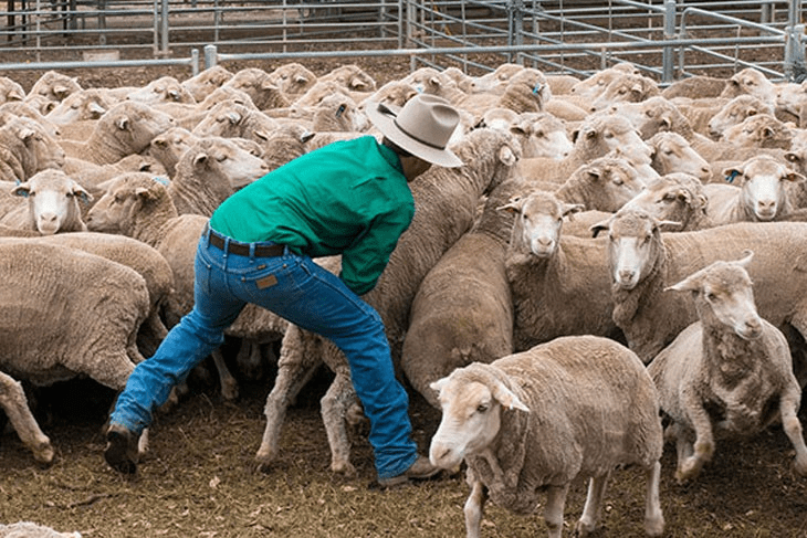 How to Catch and Hold Sheep and Goats Easily