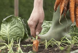 Organic Gardening For Beginners