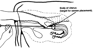 Artificial Insemination Technique in Animal Reproduction