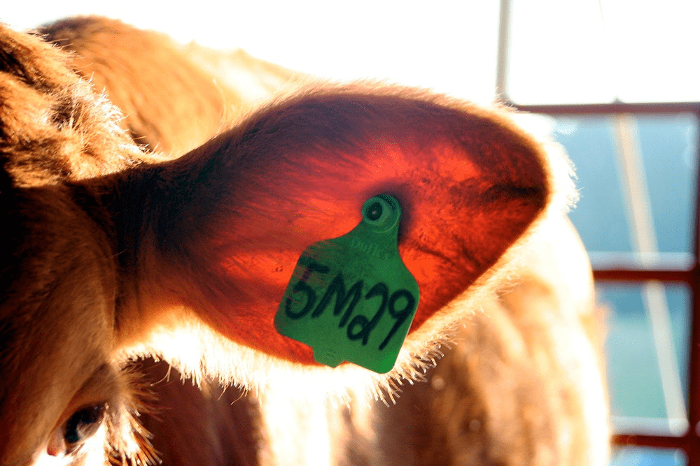 Old Method Ear Pin The Different Methods of Animal Identification - Agric4Profits