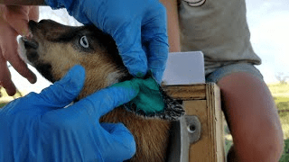 The Different Methods of Animal Identification The Different Methods of Animal Identification
