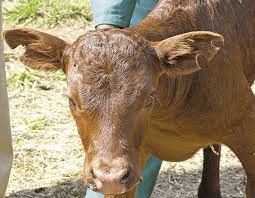 The Different Methods of Animal Identification The Different Methods of Animal Identification