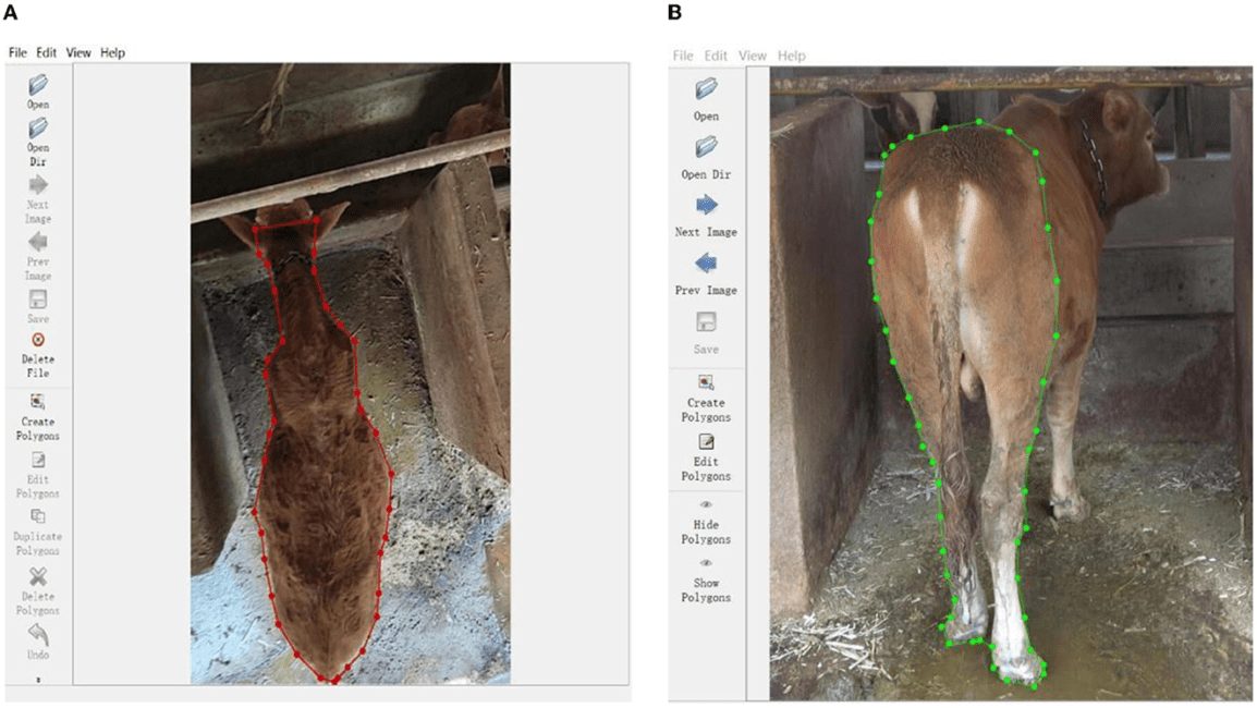 Determination of Body Weight for Small Ruminants