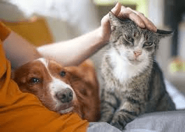 Treatment Options for Common Animal Ailments Treatment Options for Common Animal Ailments