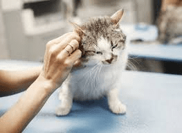 Treatment Options for Common Animal Ailments Treatment Options for Common Animal Ailments