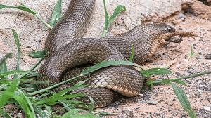 Snake Farming Techniques Snake Farming Techniques