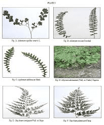 Types of Plants