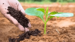 Plant Nutrition and Essential Nutrients for Plant Growth