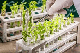 A Beginner's Guide to Plant Breeding: Methods and Techniques Explained Plant Breeding