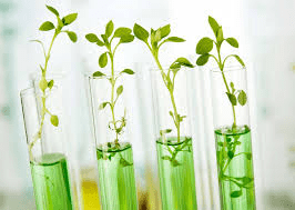 A Beginner's Guide to Plant Breeding: Methods and Techniques Explained Plant Breeding