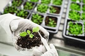 A Beginner's Guide to Plant Breeding: Methods and Techniques Explained Plant Breeding