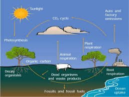 Role of Plants in Ecosystems