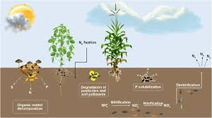 Role of Plants in Ecosystems