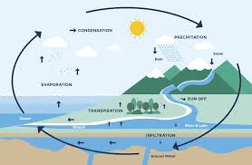 Role of Plants in Ecosystems