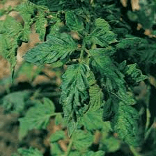 Plant Disease Control Methods