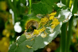 Impact of Pests and Diseases on Crop Yield