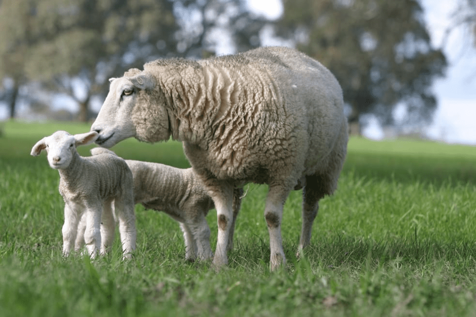 Sheep Production and Management Guide