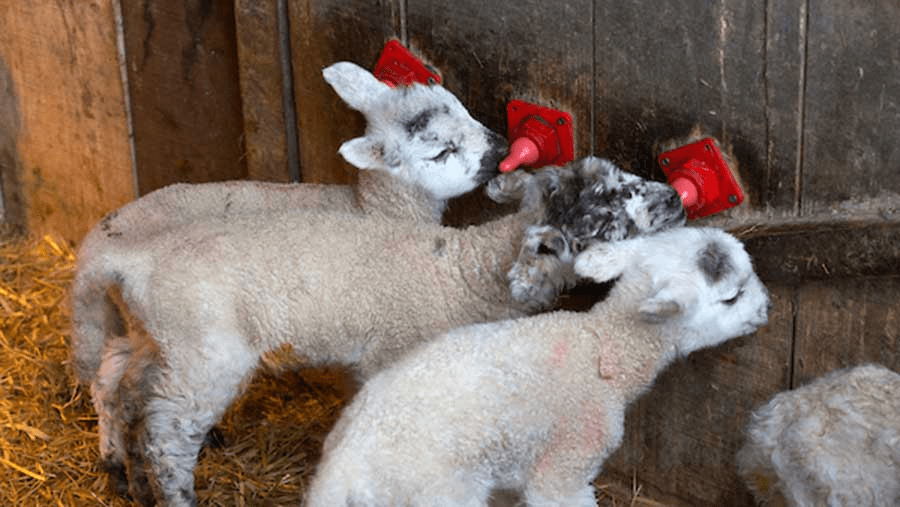 Sheep Production and Management Guide